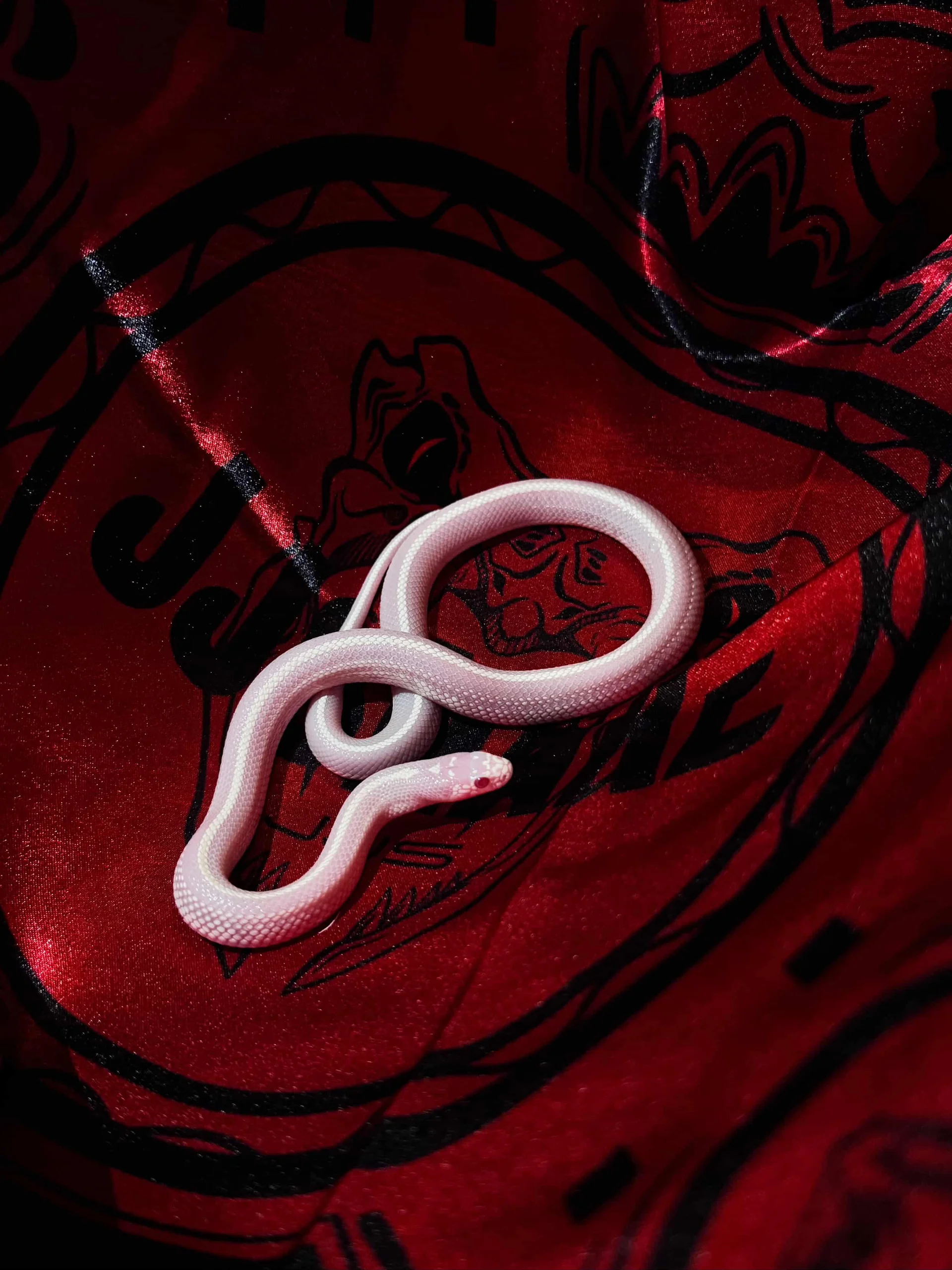 JJSnake | COLLECTION 3 - SAKORSE